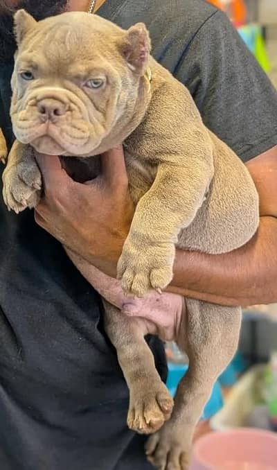 American bully pocket size male puppy available