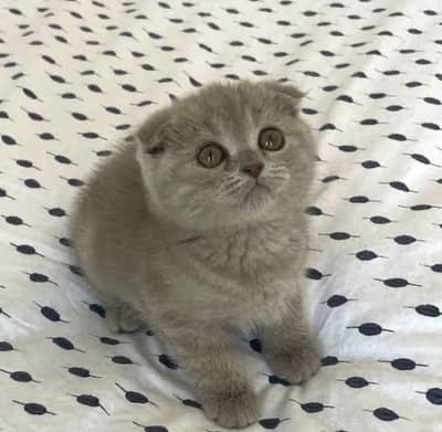 Scottish Fold / Highland Fold