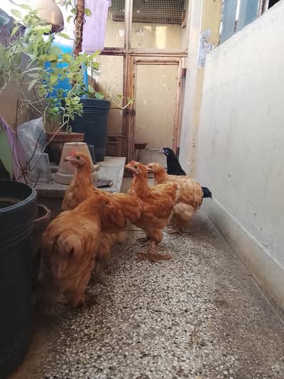 Buff Brahma Hens for Sale