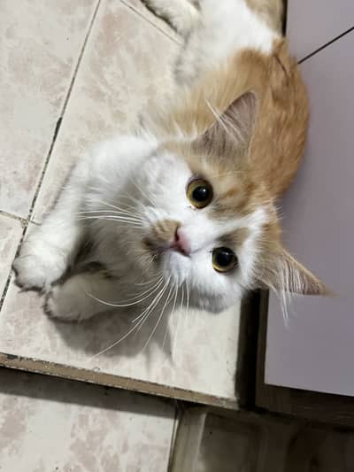 Persian cat male