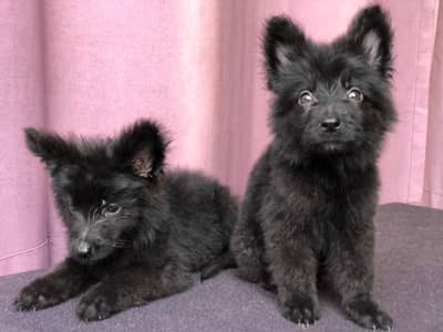 Gsd puppies