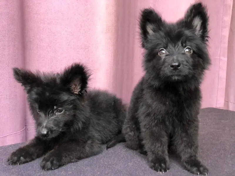 Gsd puppies