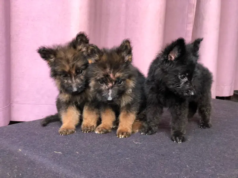 Gsd puppies — photo 2