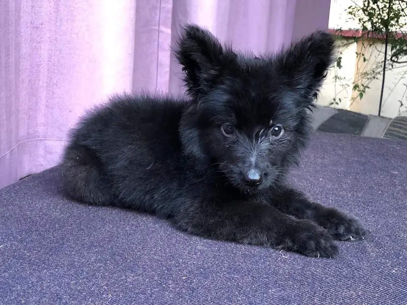 Gsd puppies — photo 3