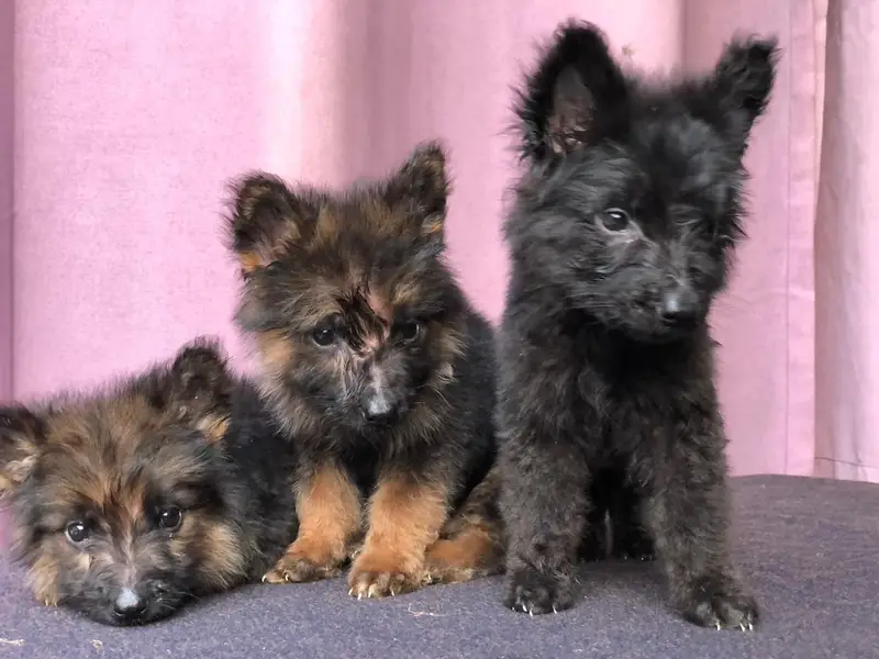 Gsd puppies — photo 4