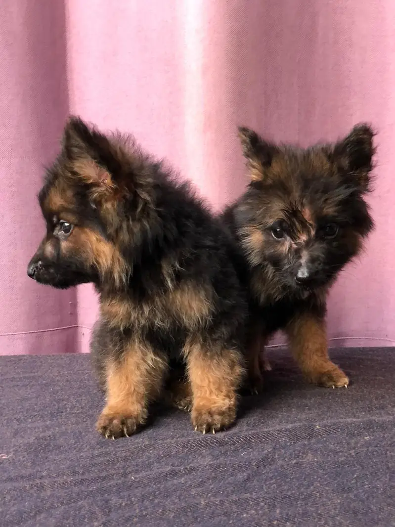 Gsd puppies — photo 5