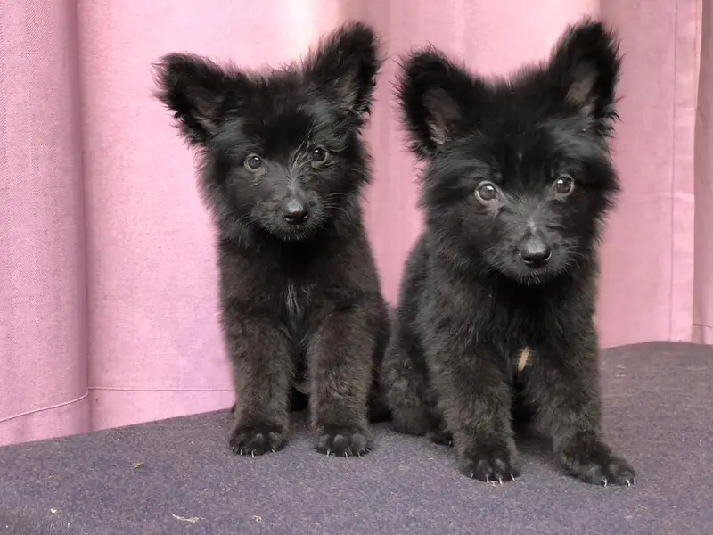 Gsd puppies — photo 6