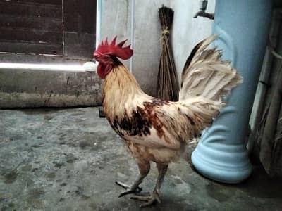 Male active cock sale