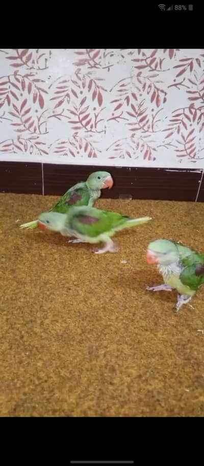 raw parrot chicks available healthy and active