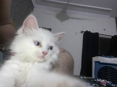 kitten 