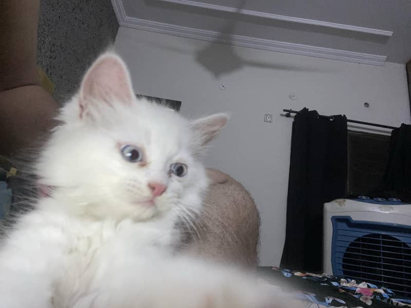 kitten  0