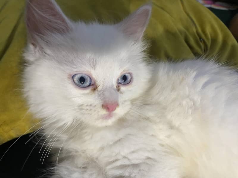 kitten  1