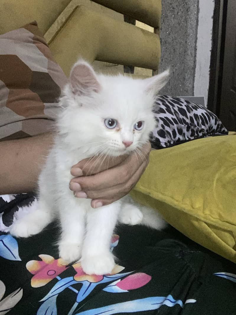 kitten  2
