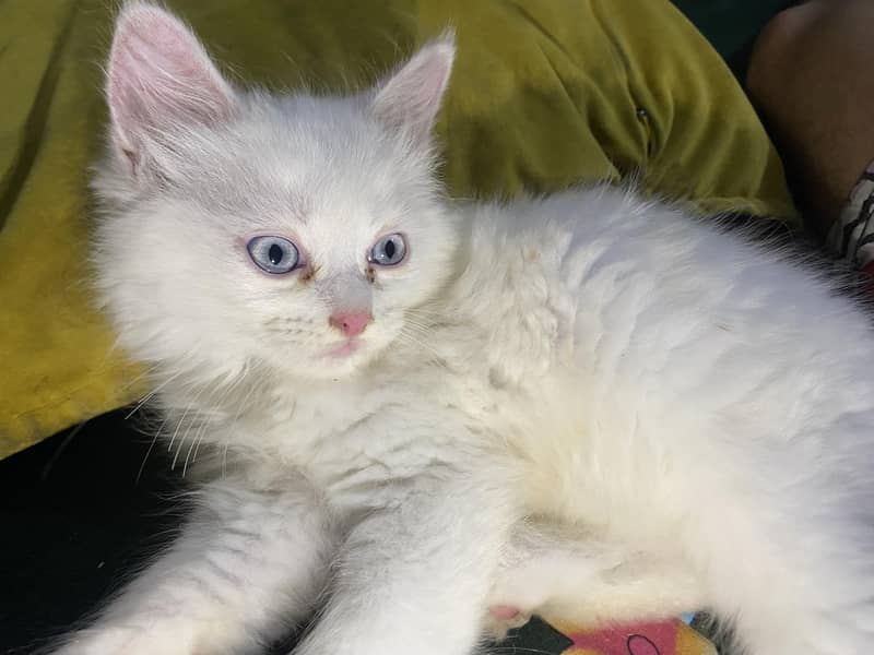 kitten  3