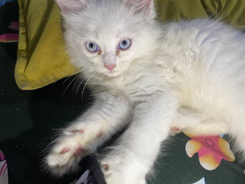 kitten  4