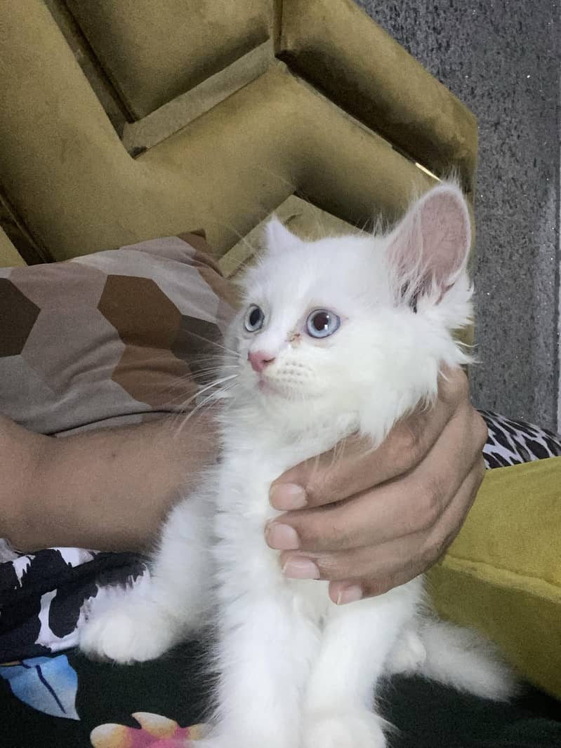 kitten  5