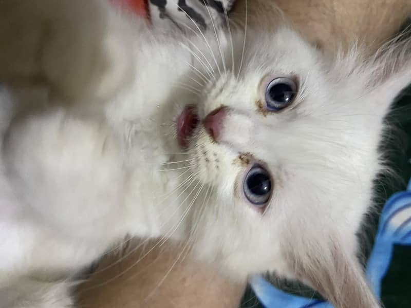 kitten  6
