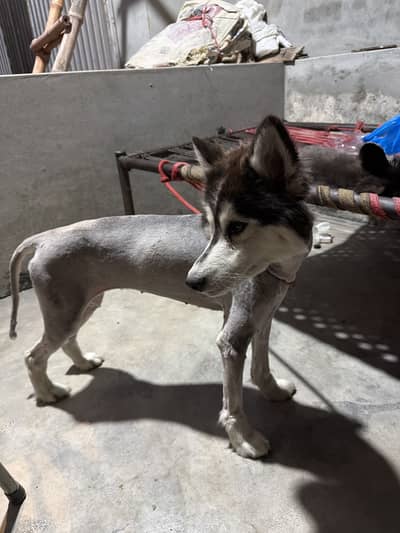 Husky for sale