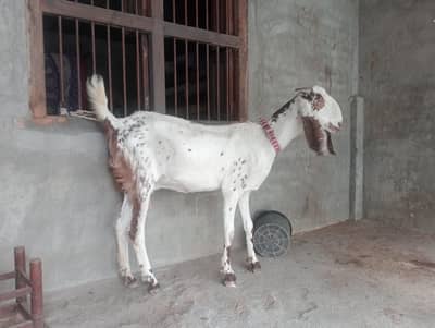2barkiya hai white wali 2dant aur white/brown wali 4dant