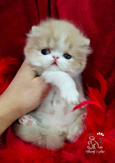 CFA Persian male parents imported champion line