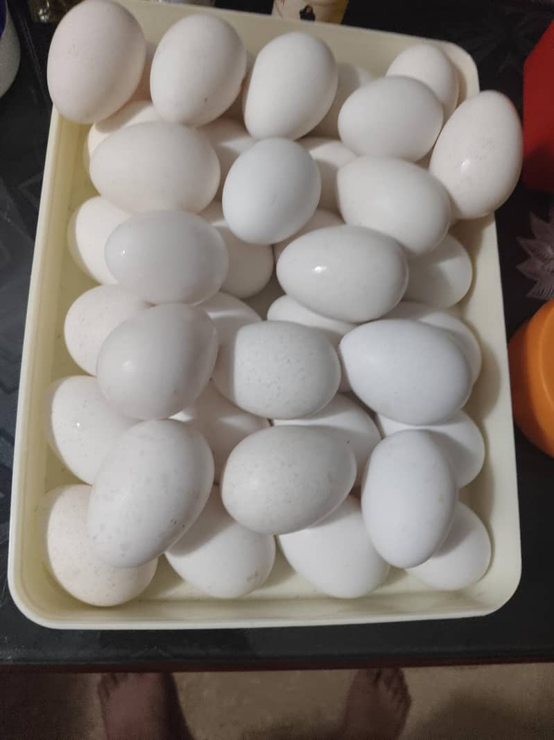 Turkey eggs 2