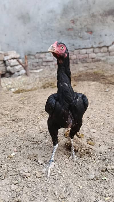 aseel hen for sell 03104130606