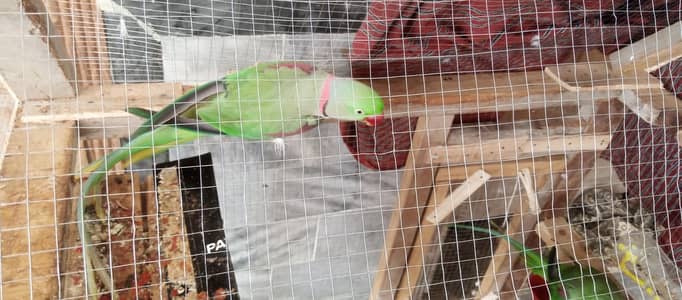 Row parrot Pair for sale with cage