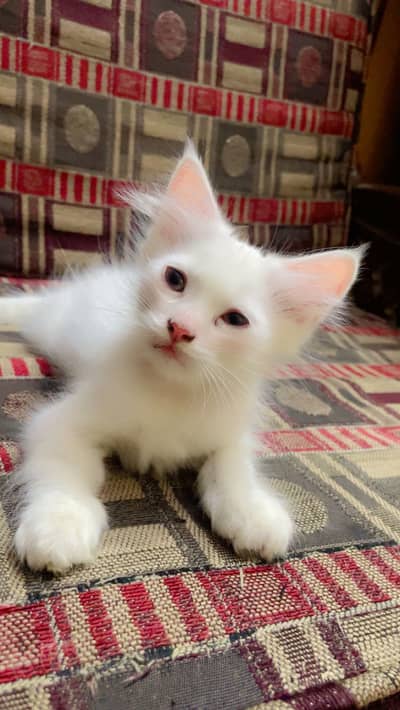 Persian kittens for sale