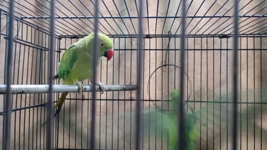 Healthy parrots