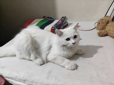 kitten for sale