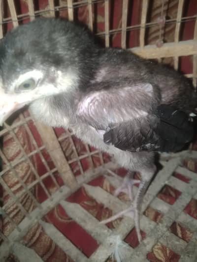 thai 2 chicks male