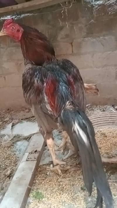 mianwali Pair for sale