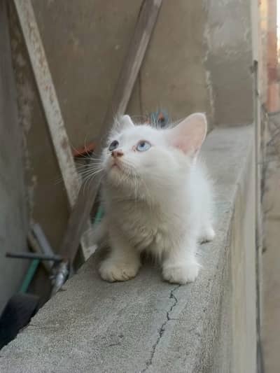 persion baby cats