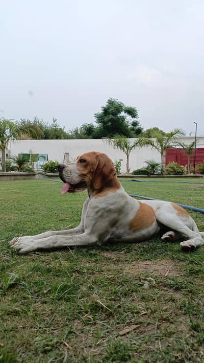 retriever