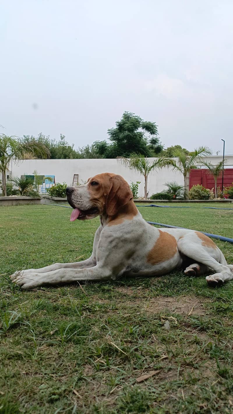 retriever 0