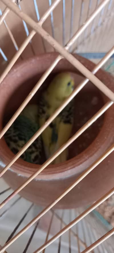 Pair of parrots for sale