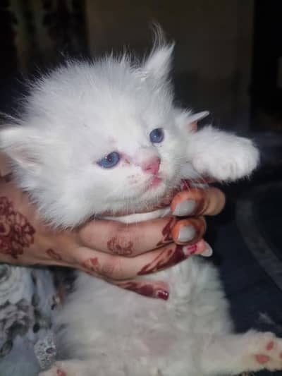 cute Persian kittens for sale fluffy coat playful