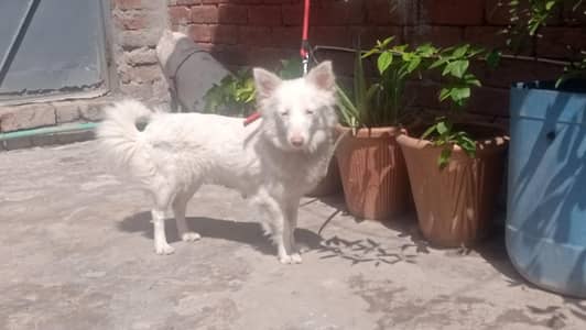 Russian Dog Female Healthy And Active