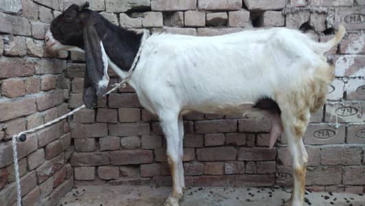 pure kamori Sindhi breed 03180730700 content whatapps no