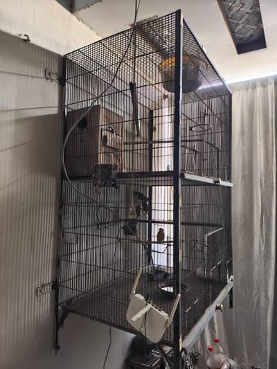 cage with love birds