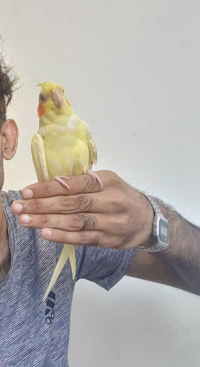 tamed cockatiel for sale