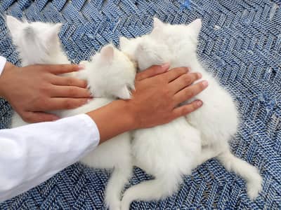 Cute Little Doll Face Persian Kittens