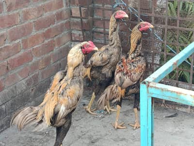 Aseel hen for sale.