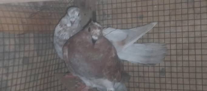 pigeon for sale