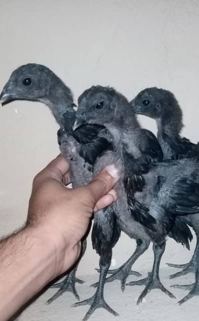 dragon chicks pure original full Black