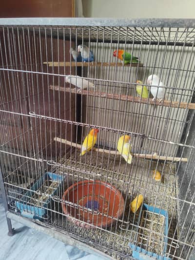 love birds breeder pair