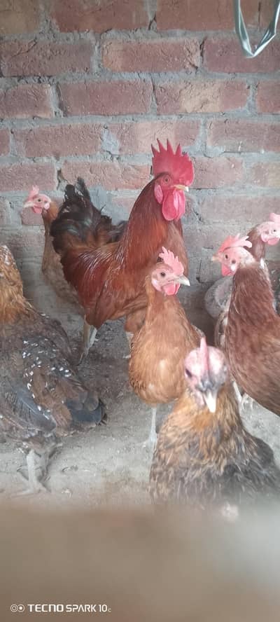 Desi murgia urgent sale