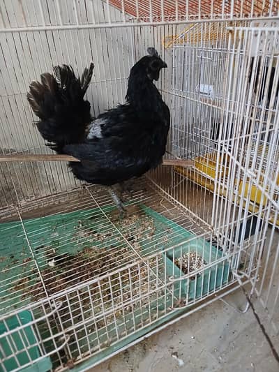 Ayam Cemani Trio Set
