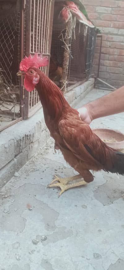 Home breed hens