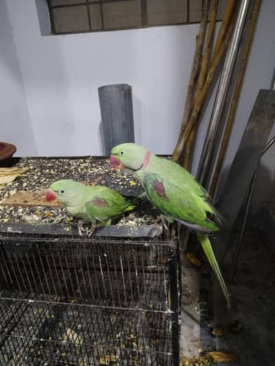 kashmiri raa pair